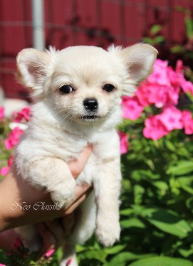 cream puppi chihuahua